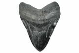 Serrated, Fossil Megalodon Tooth - South Carolina #285008-1